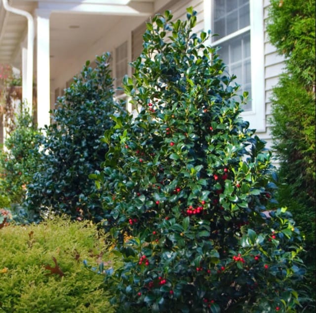 Evergreen holly hedge with red berries providing year-round privacy.