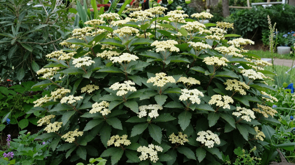 Leatherleaf Viburnum hedge with textured evergreen leaves and spring flowers.