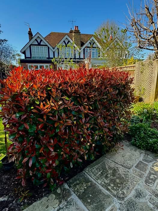 Photinia Red Robin hedge with bright red foliage for backyard privacy.
