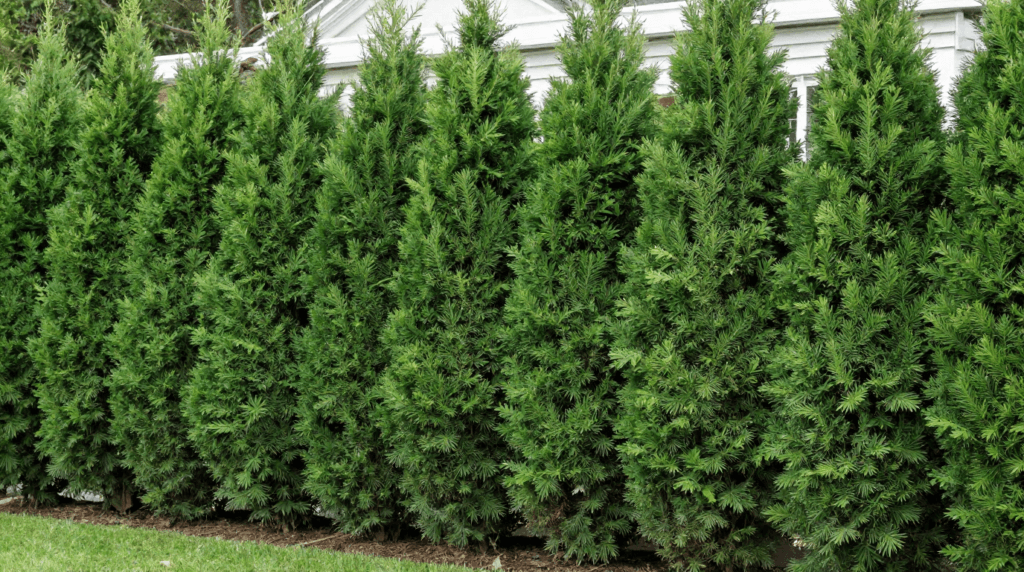 Thuja Green Giant trees creating a fast-growing evergreen privacy hedge.